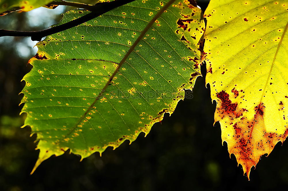 Similar – Image, Stock Photo beacons Environment Nature