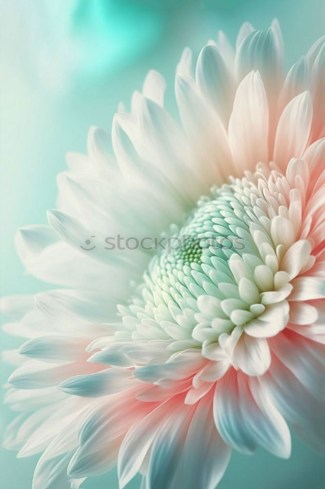 Similar – Flower bundles on turquoise blue Shabby Chic background