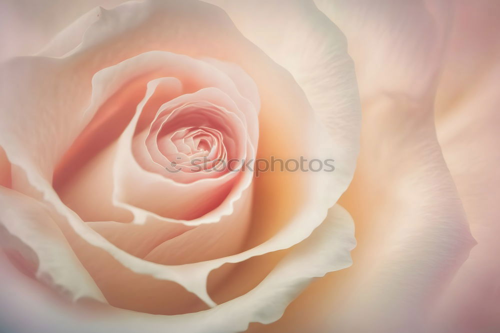 Similar – Image, Stock Photo perfection Nature Plant