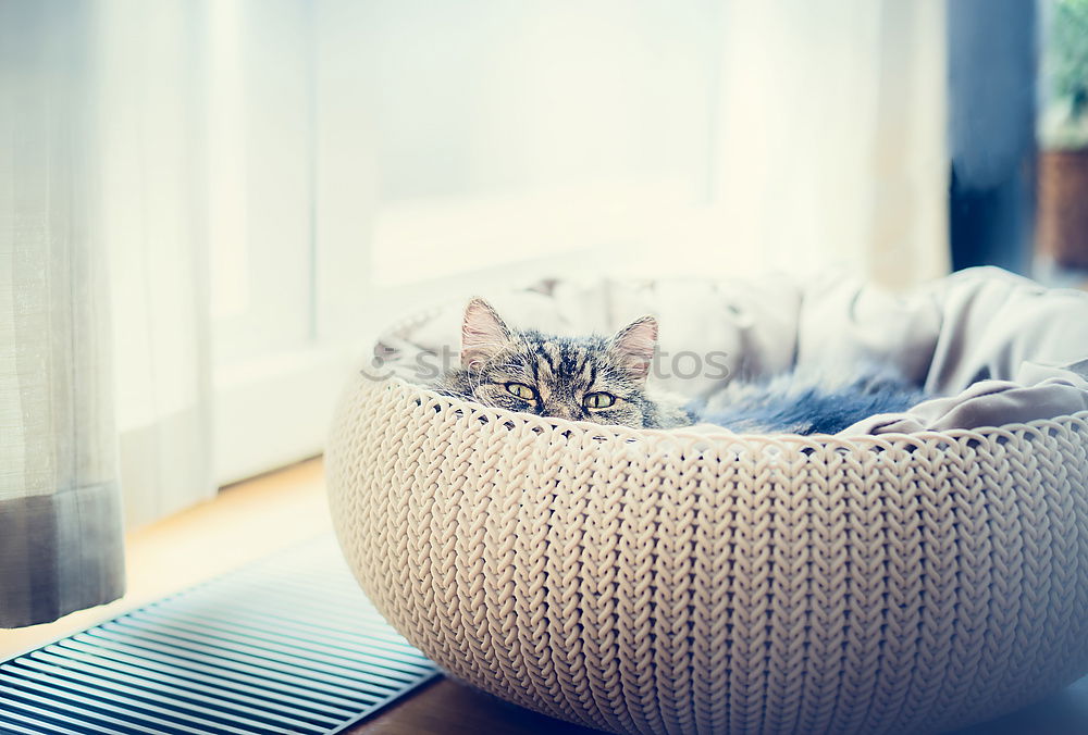 Sweet funny cat in cat basket