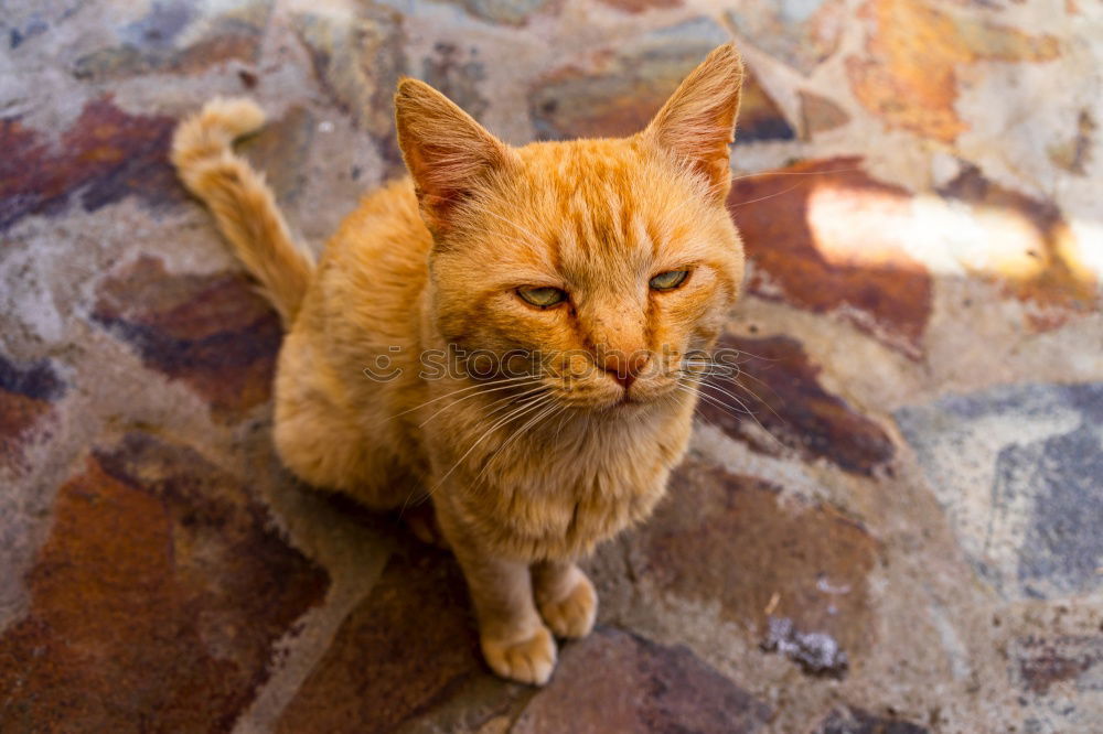 Similar – Image, Stock Photo cuteness overload Animal