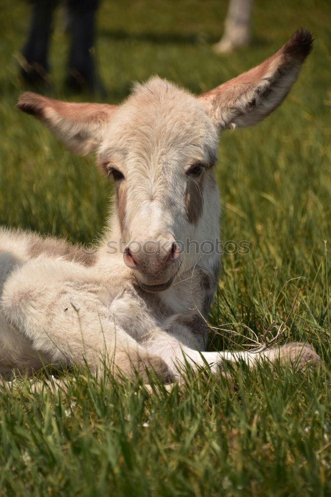 Similar – Image, Stock Photo 2 knuckles of veal Animal