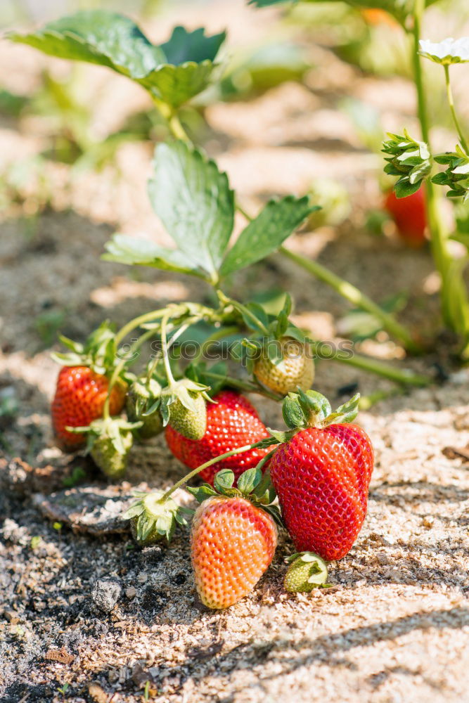 Similar – Image, Stock Photo yield Food Fruit Nutrition