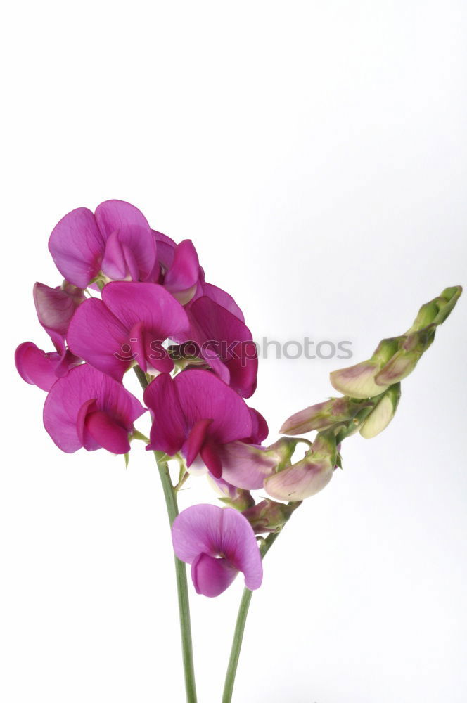 Similar – cuckooflower; cardamine, pratensis; meadow flower