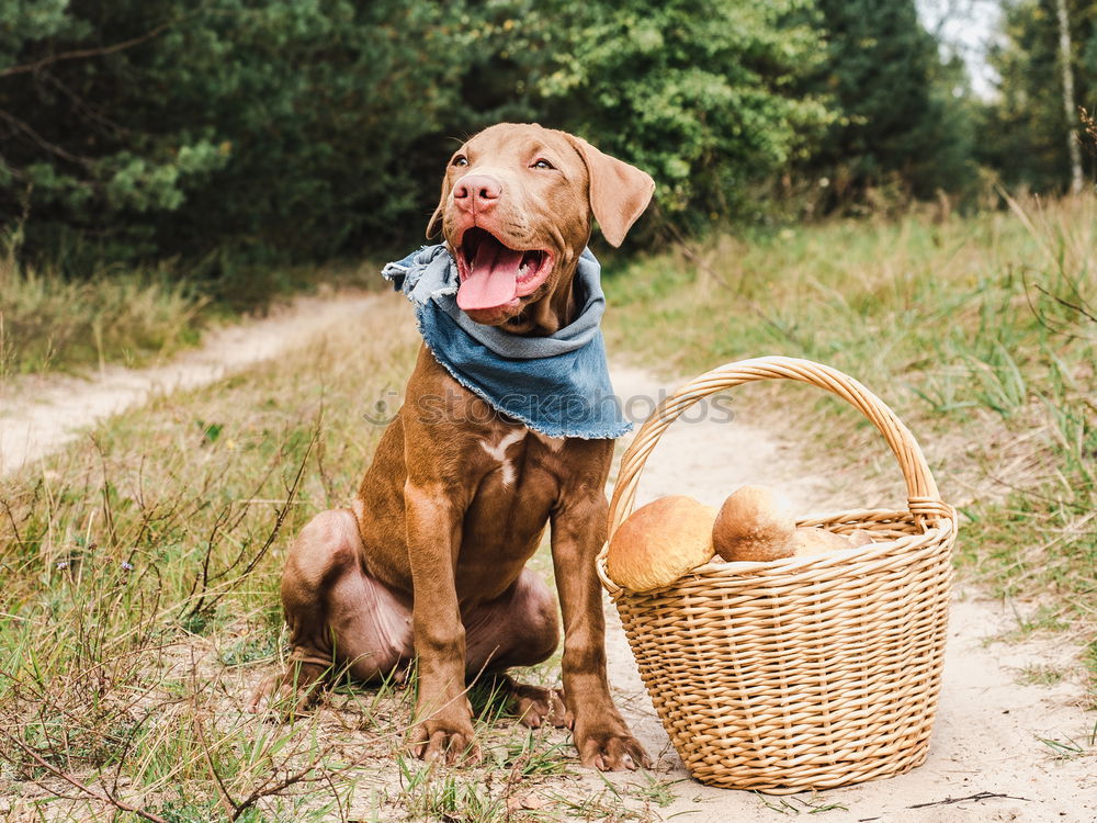 Similar – Image, Stock Photo Happy dog with ball Animal