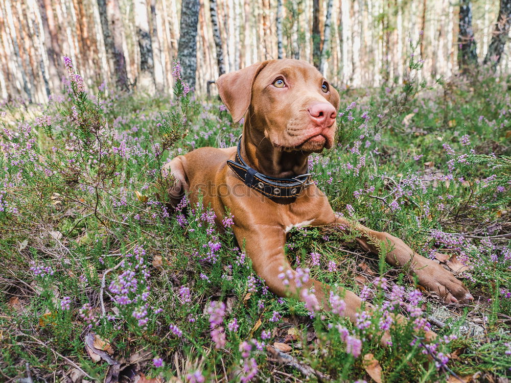 Similar – Image, Stock Photo Goldi in the back light.