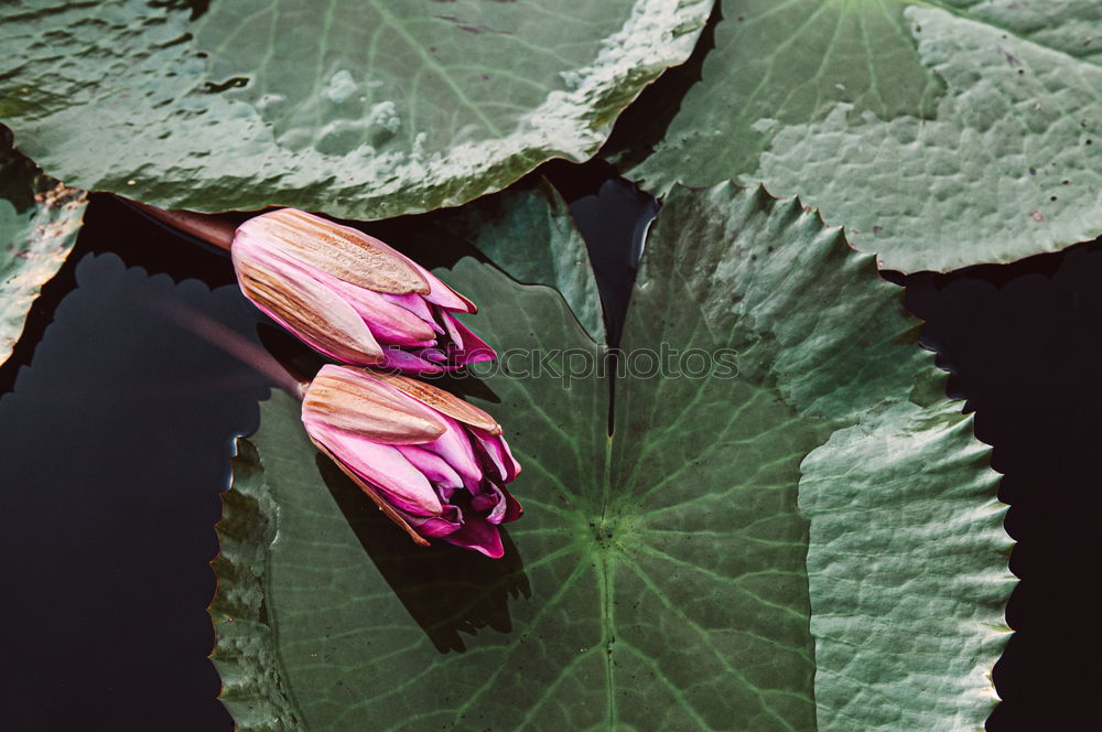 Similar – Image, Stock Photo Orchid flower with different leaves