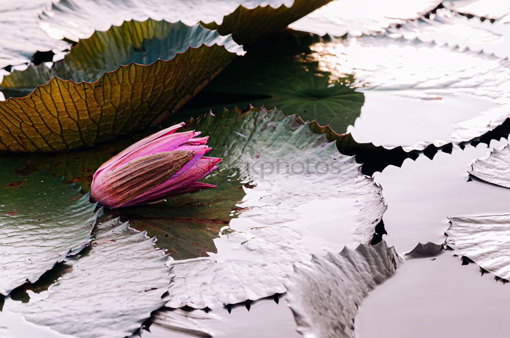 Similar – Image, Stock Photo rosy Plant Rose Blossom