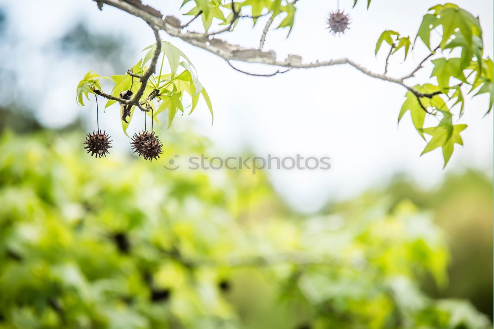 Similar – Image, Stock Photo grape in the field Fruit