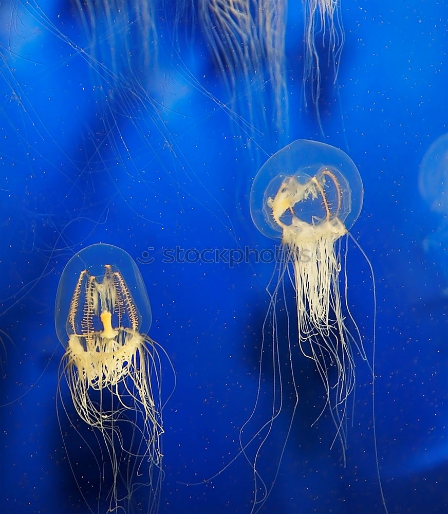 Similar – Image, Stock Photo Foreign World 3 Jellyfish