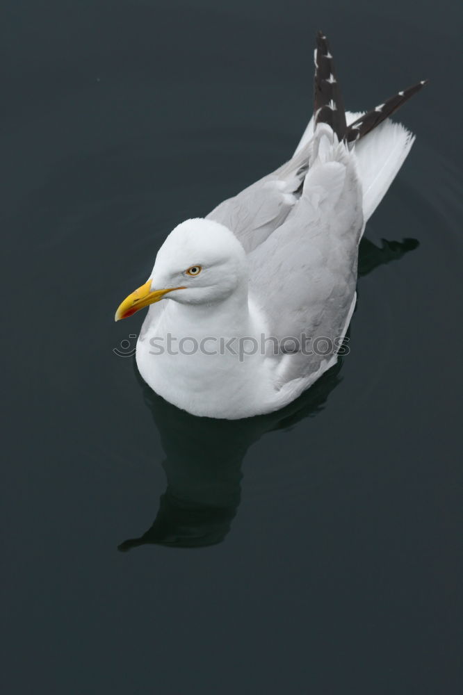 Similar – Image, Stock Photo ow Feet 1 Human being