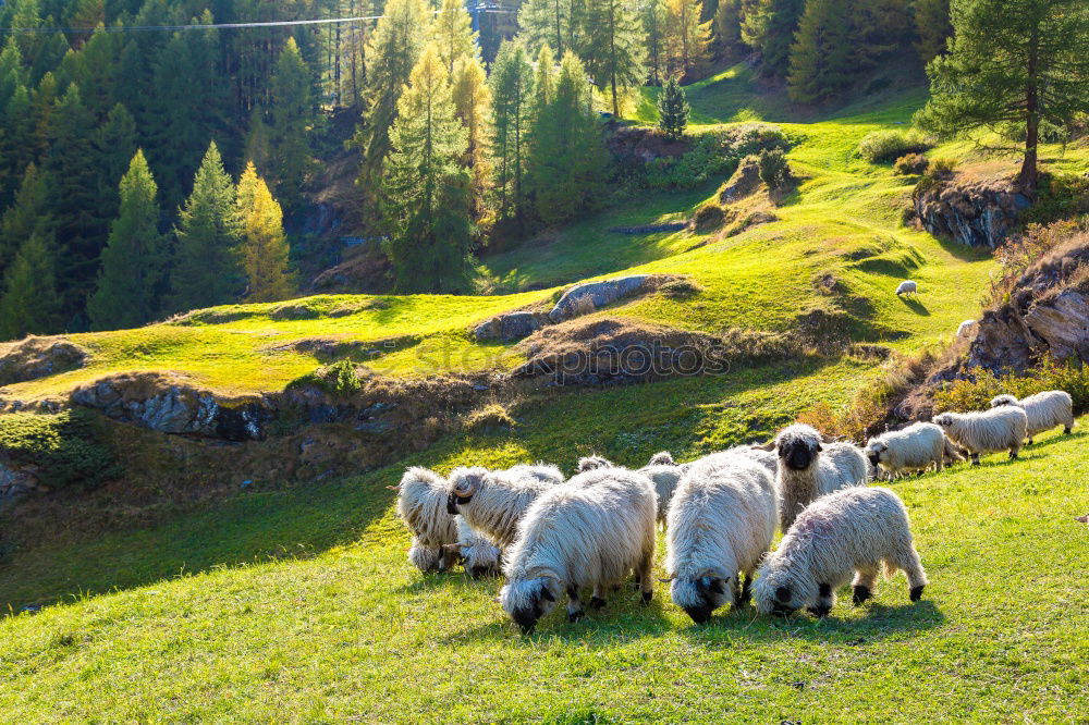 Similar – Image, Stock Photo Picture taken: Pyrenees Hiking Trail 25