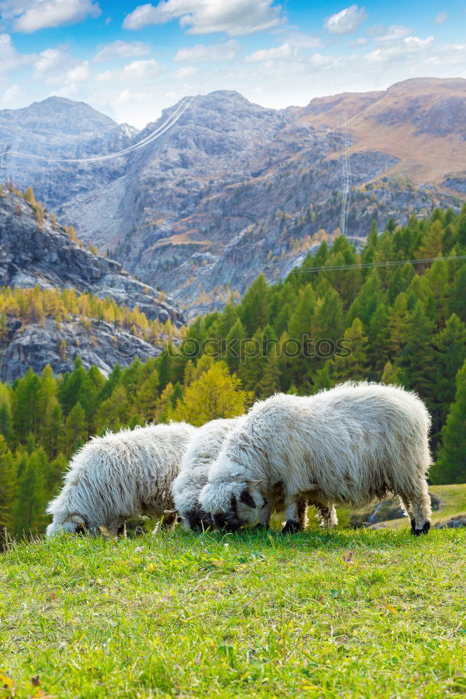 Image, Stock Photo Cow and horse Environment