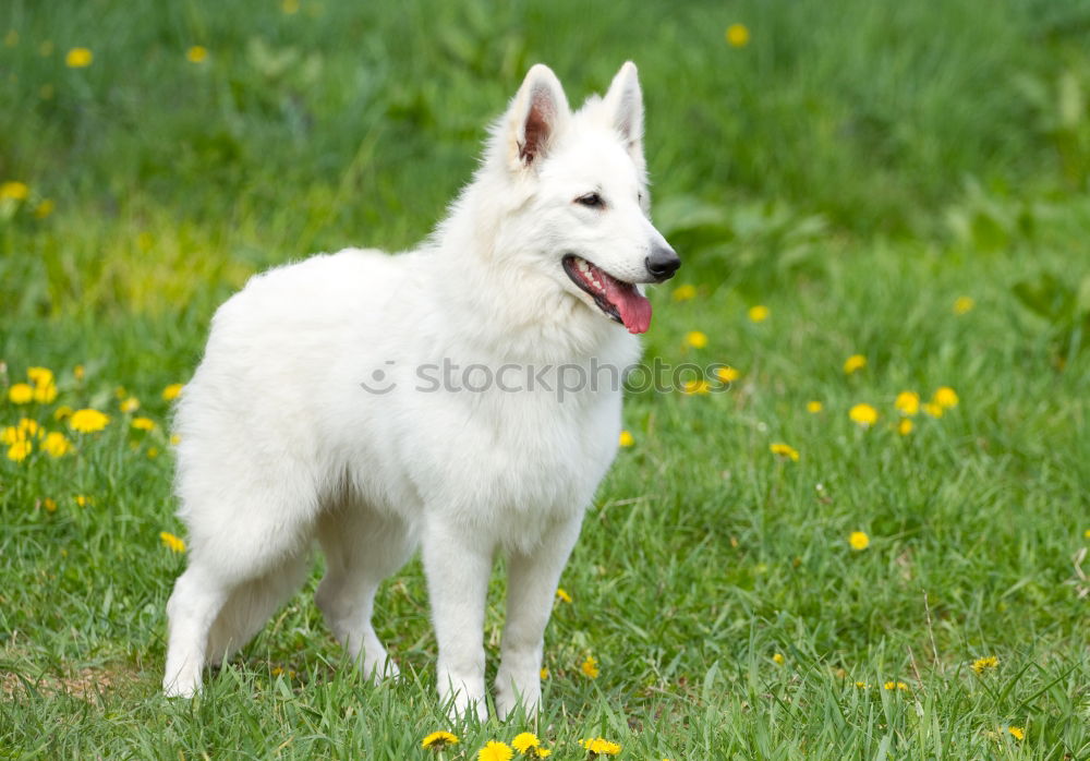 Similar – A beautiful white samoyed running through wildflowers