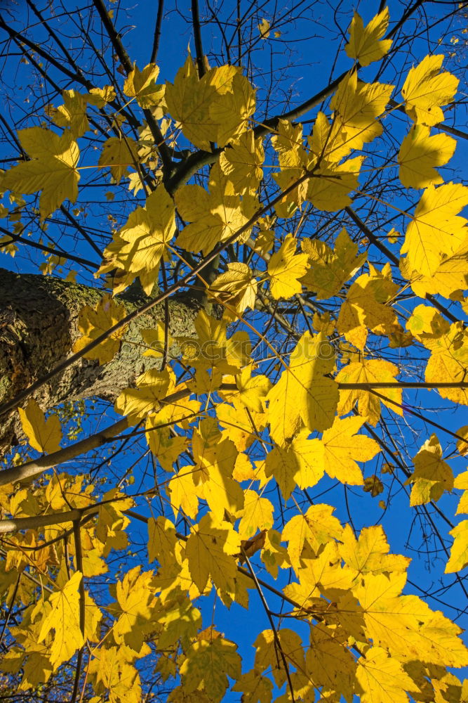 Similar – Trauerweide Farbfoto