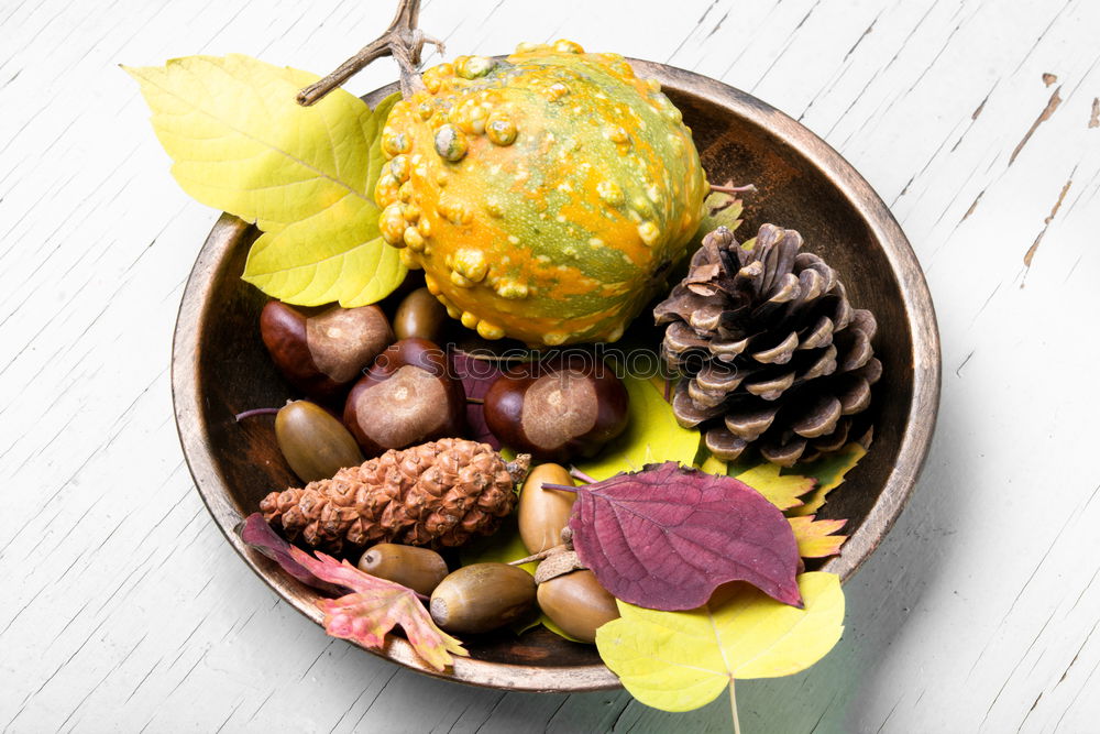 Similar – Image, Stock Photo Autumn harvest pumpkin