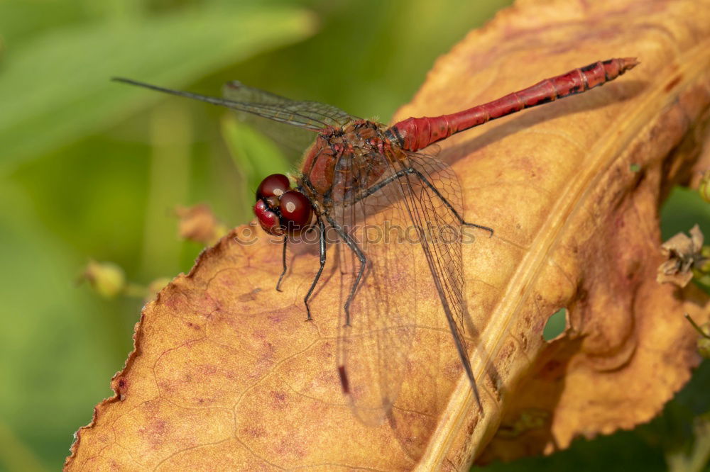 Similar – Image, Stock Photo Under the sign of the dragonfly