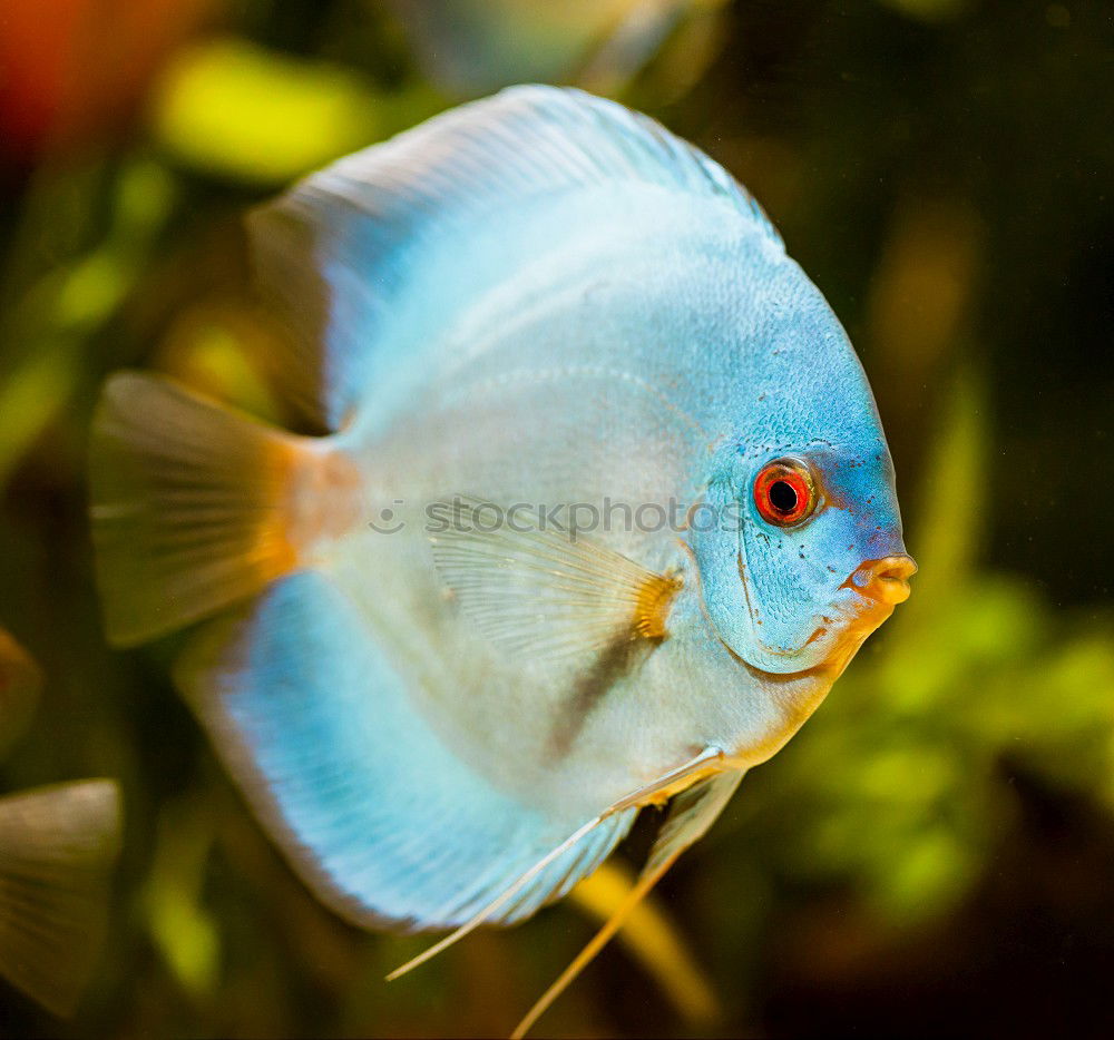 Similar – Close-up of a scalar in an aquarium