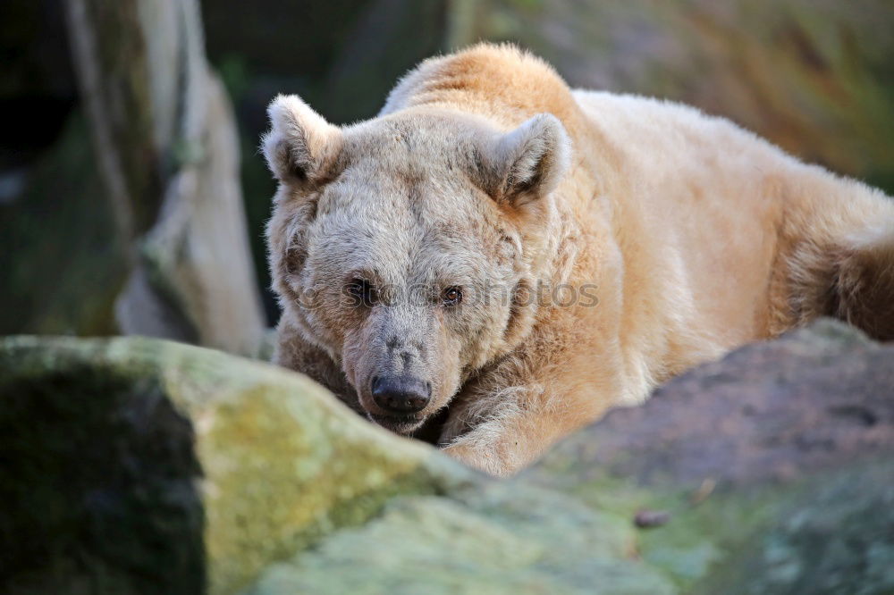 Similar – Image, Stock Photo sluggard Zoo Animal