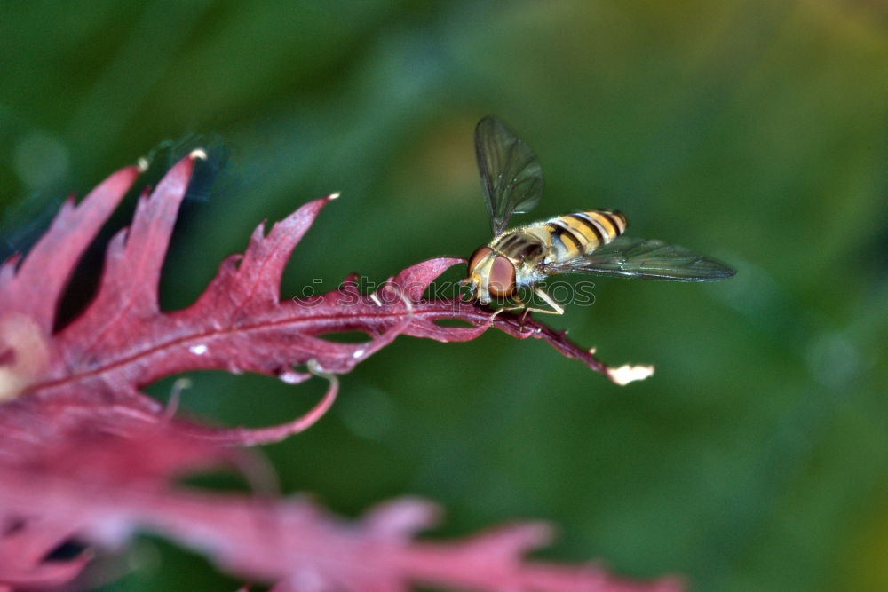 Similar – Hummel auf Diestel Blüte