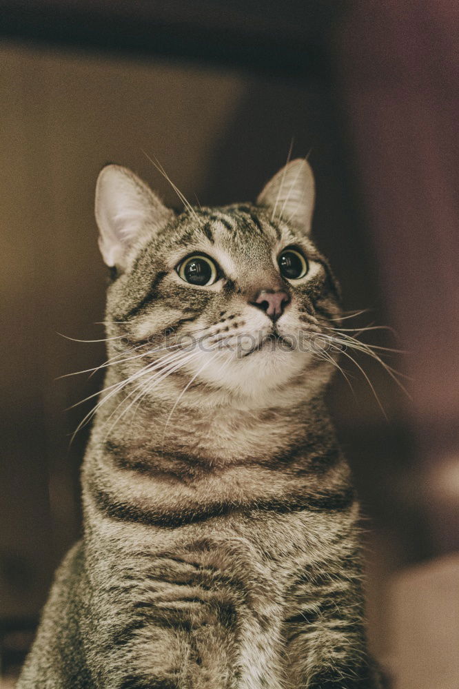 Similar – Cat with serious face sitting on a table. In front of her lies an apple with wobbly. Involuntary vegetarian