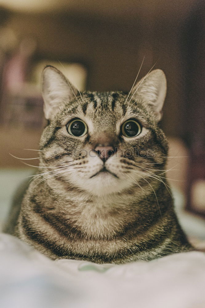 Similar – Cat sitting on hind legs playing with grass