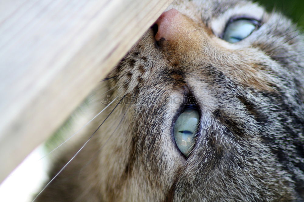 Similar – Image, Stock Photo Louise is lurking. Garden