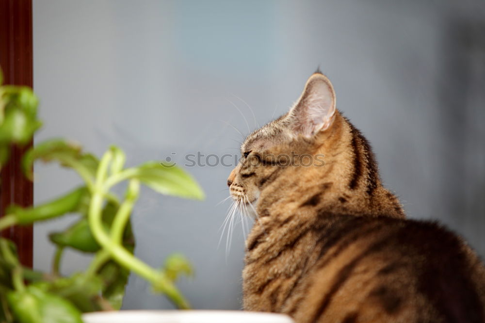 Similar – Foto Bild Katze am Fenster elegant