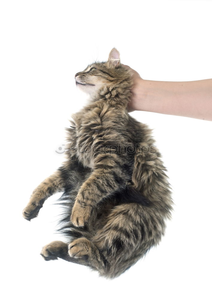 Similar – Image, Stock Photo cat wash Lifestyle Joy