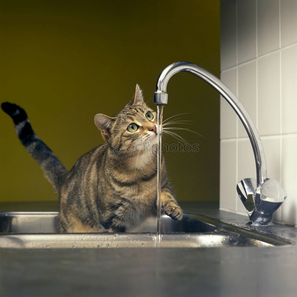 Similar – Image, Stock Photo Thirsty cats Beverage