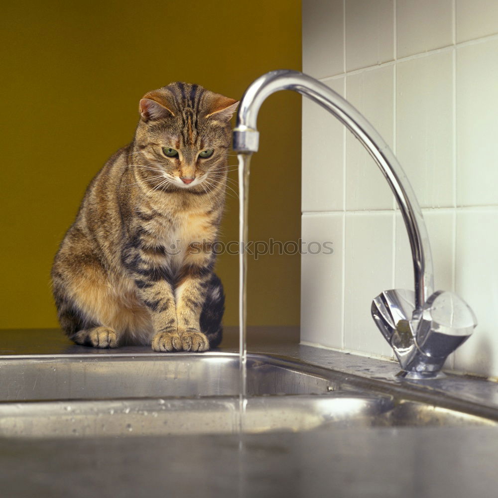 Similar – Image, Stock Photo Thirsty cats Beverage