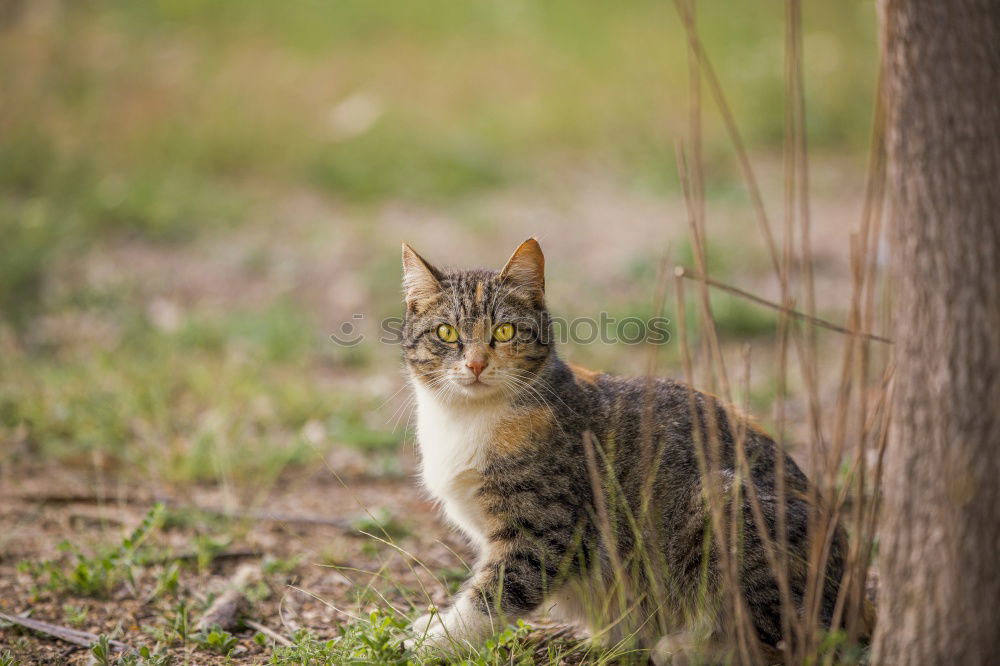 Similar – Cat on mowed meadow Nature