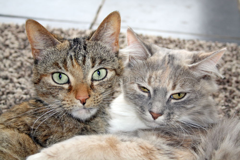 Similar – Image, Stock Photo twins Cat 2 Animal