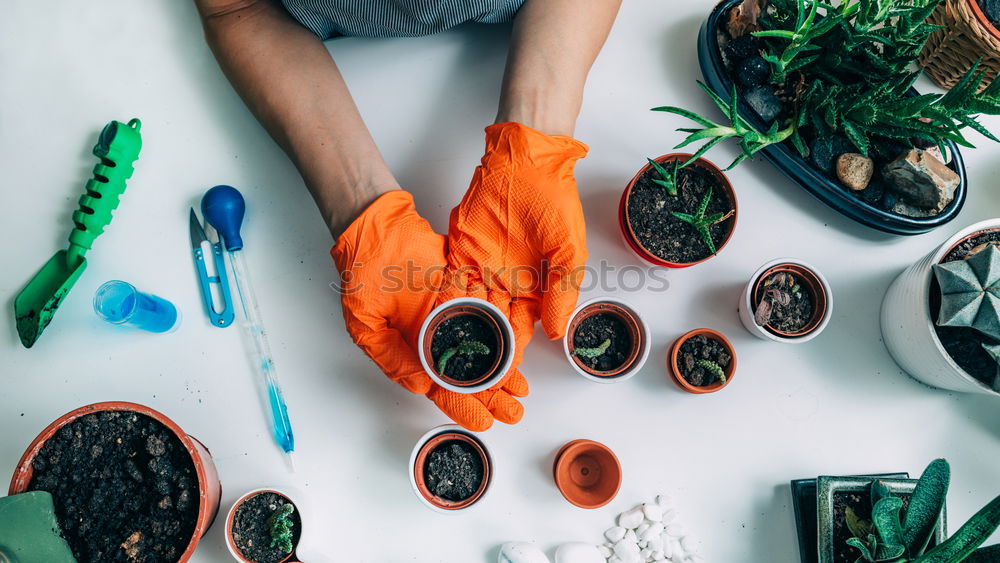 Similar – Image, Stock Photo Woman’s hands transplanting plant.