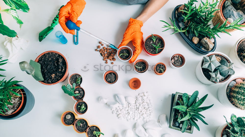 Similar – Female hands with vase and flowers