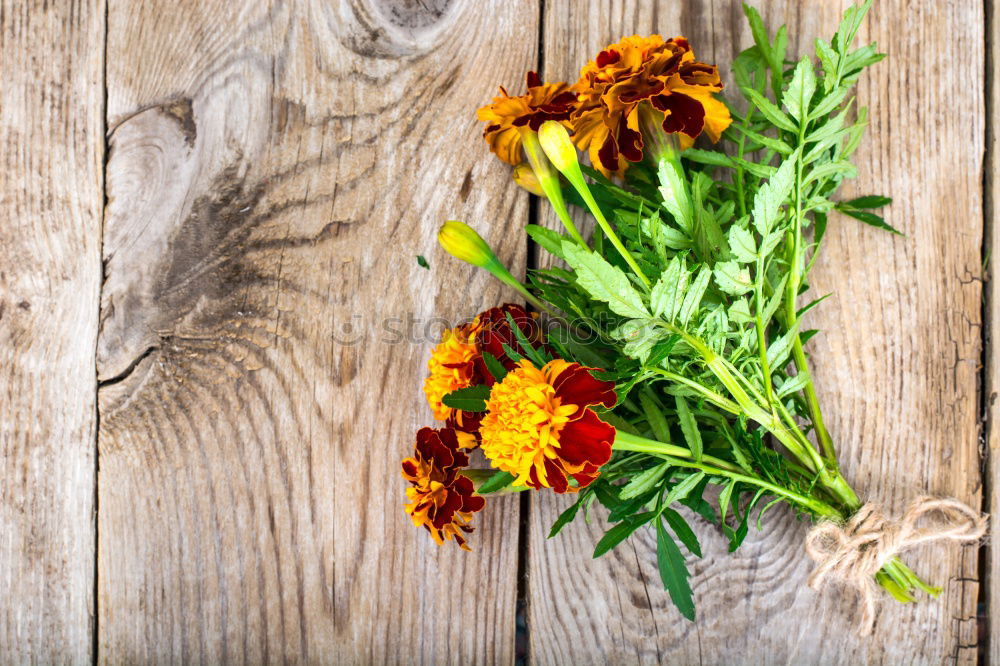 Similar – Image, Stock Photo Autumn coloured leaves and Erica on wood background