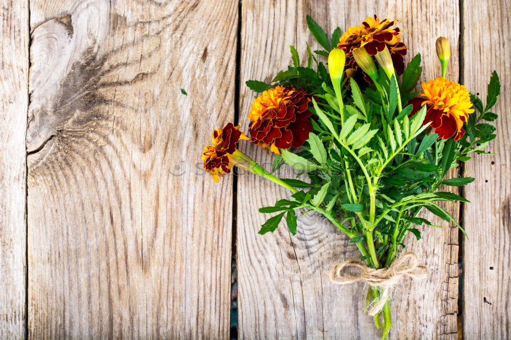 Similar – Spring flowers hyacinth with onions, tubers and shovel