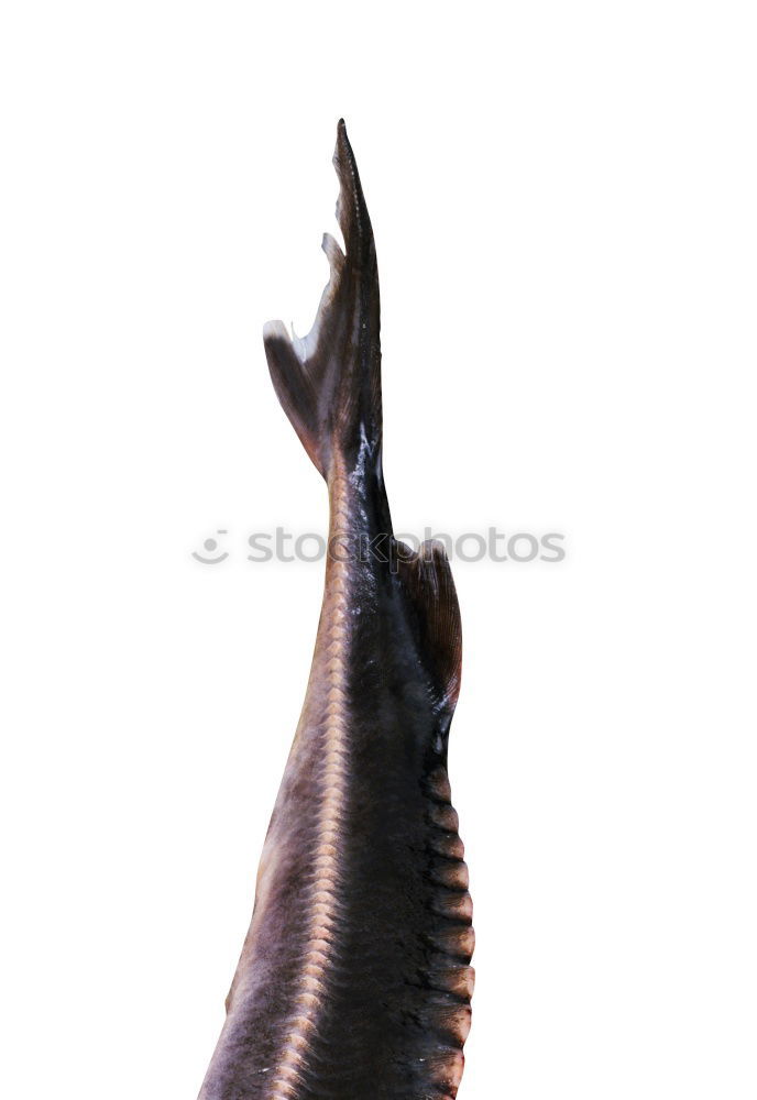 Similar – Image, Stock Photo The claw Green Iguana Claw