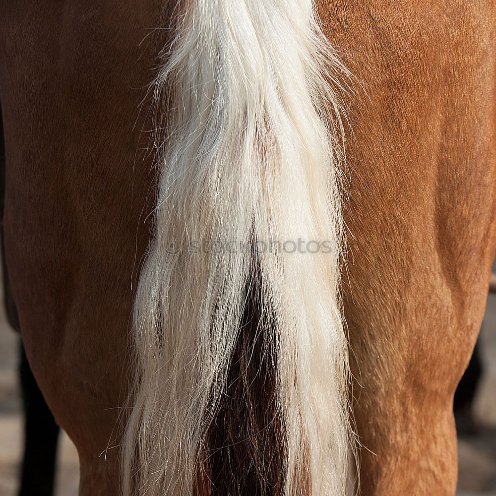 Similar – Image, Stock Photo This isn’t cowhide! Pelt