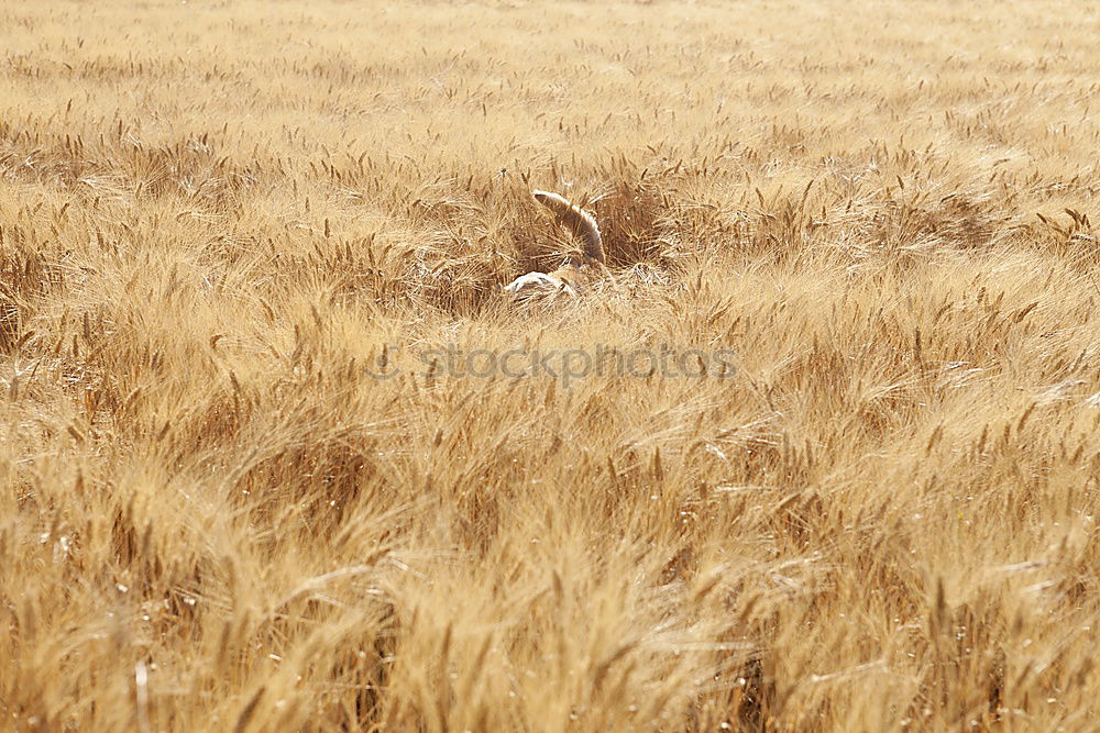 Similar – Image, Stock Photo Where was the pond???