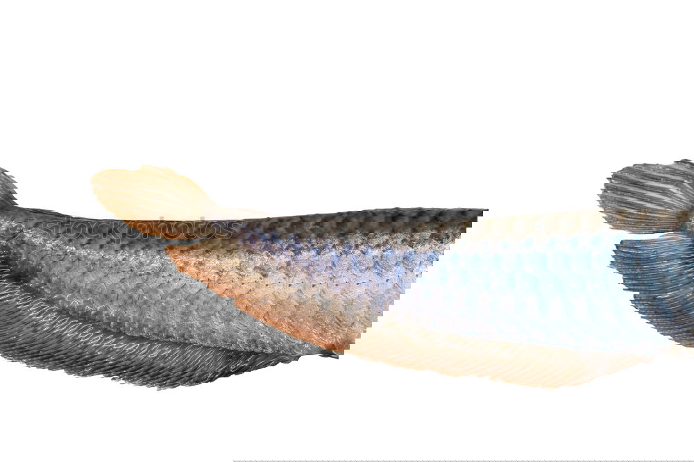 Similar – Image, Stock Photo mackerel Food Fish Seafood