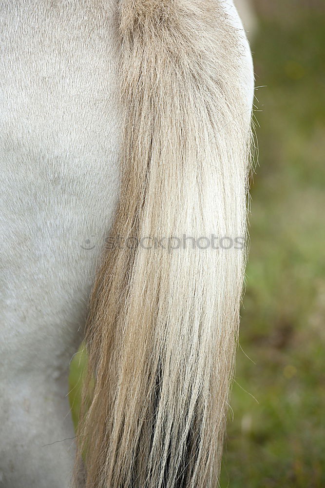 Similar – Image, Stock Photo 1 PS, attentive Horse