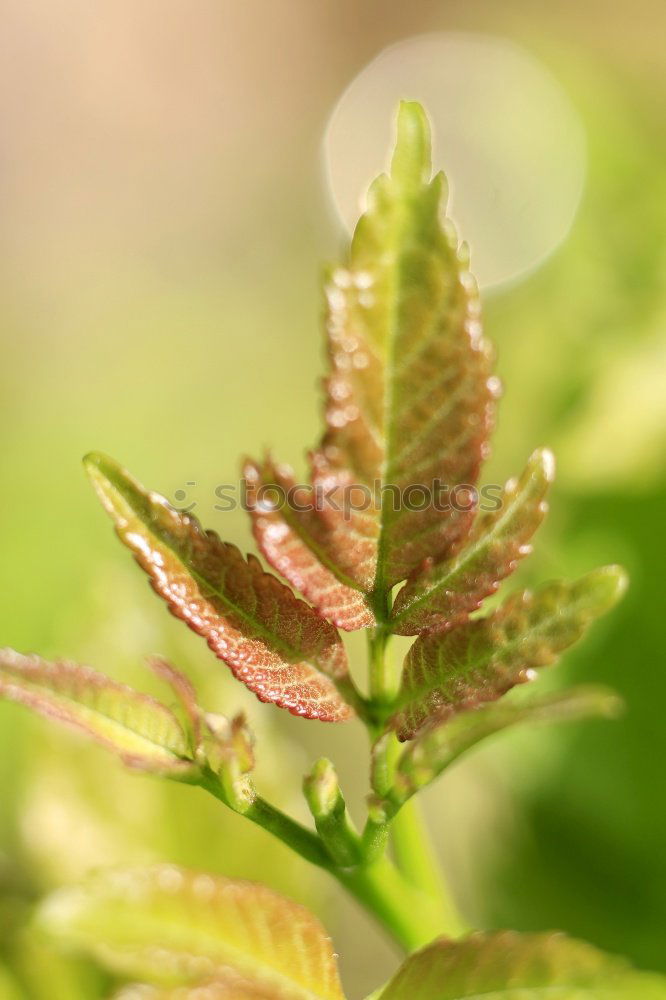 Similar – Mangold red-green Plant