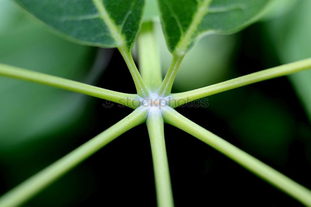 Foto Bild Kohlrabi grün frisch