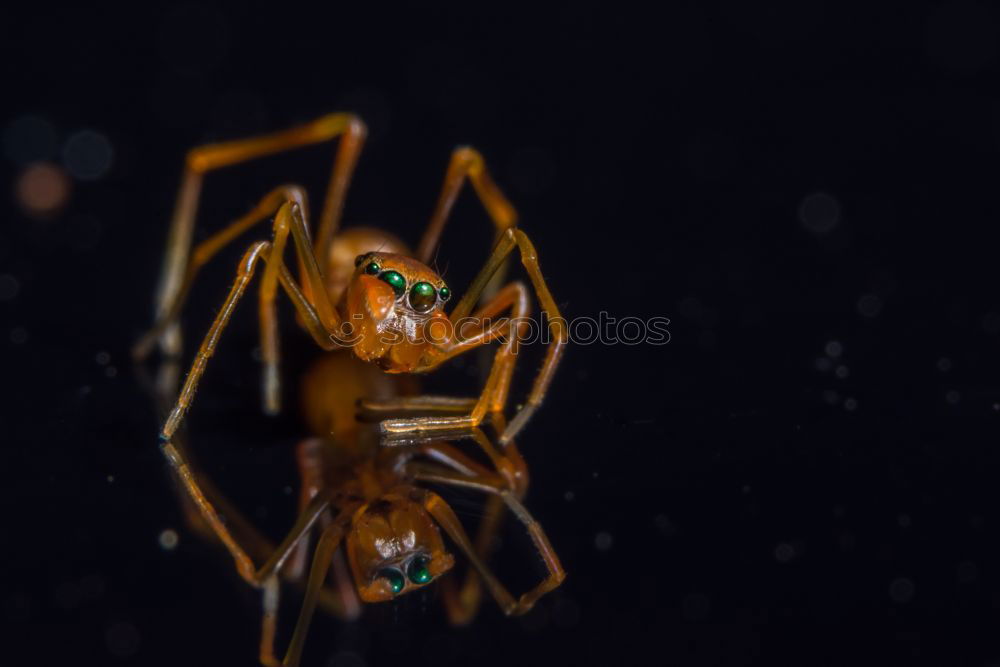 Similar – Macro Portrait Of A Dragonfly