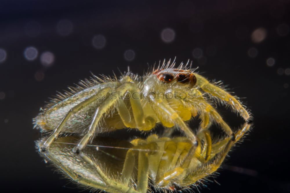 Similar – Image, Stock Photo Life in a drop of water (water flea)