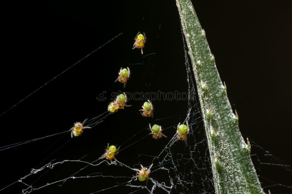 Image, Stock Photo Underwater picture of mosquito larvae in different stages of development. To make it more interesting the picture was turned upside down.