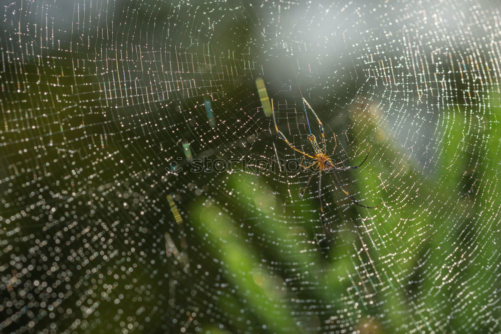 Similar – regenwald Wald grün grau