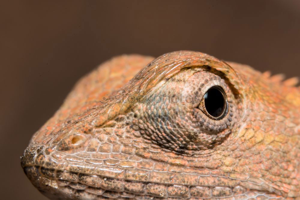 Similar – portrait of marsh frog