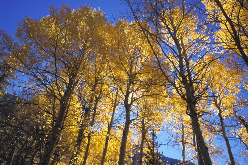 Similar – Image, Stock Photo Aspen in Fall Beautiful